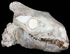 Exceptional, Oreodont (Merycoidodon) Skull With Vertebrae #50815-3